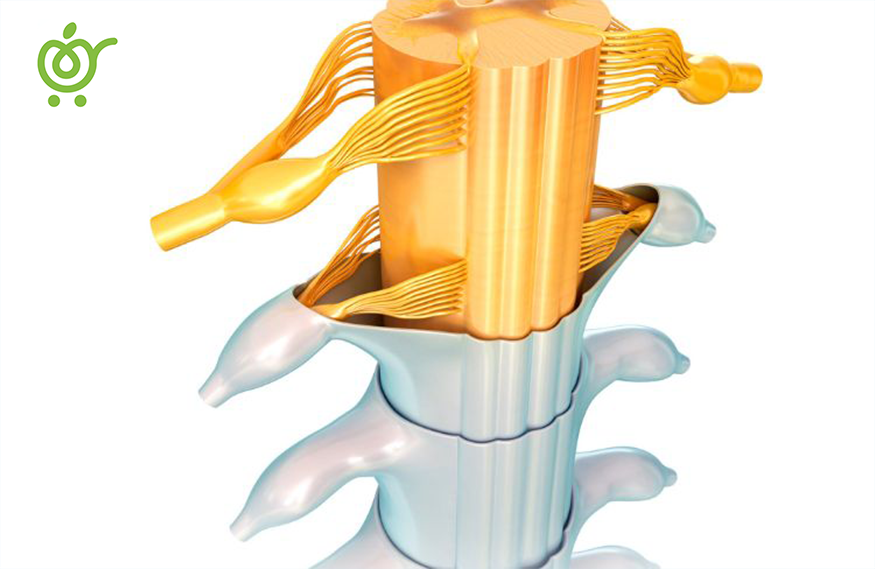 اختلالات-نخاعی-و-بی-حسی-دست-و-پا-52 اختلالات-نخاعی-و-بی-حسی-دست-و-پا-52