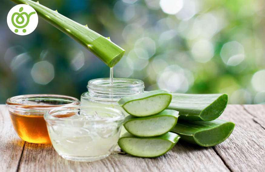درمان-زانوبند-با-آلوئه-ورا-14