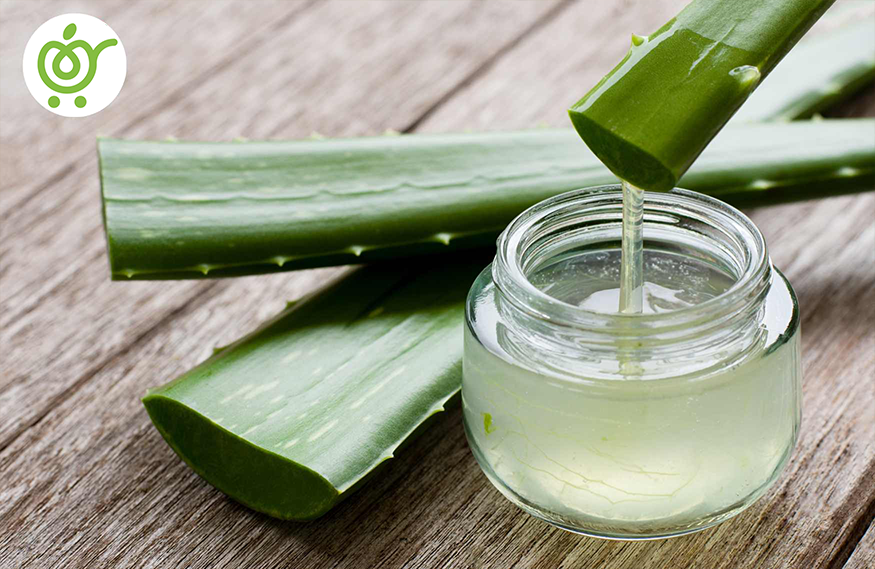 درمان-زخم-در-طب-سنتی-آلوئه-ورا-45 درمان-زخم-در-طب-سنتی-آلوئه-ورا-45