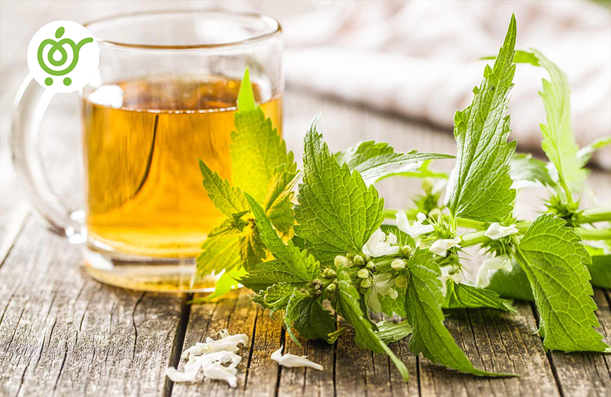 درمان-زخم-در-طب-سنتی-گیاه-گزنه درمان-زخم-در-طب-سنتی-گیاه-گزنه