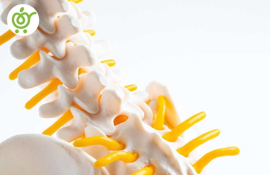 فتق-دیسک-بین-مهرهای-چگونه-درمان-میشود؟-748 فتق-دیسک-بین-مهرهای-چگونه-درمان-میشود؟-748